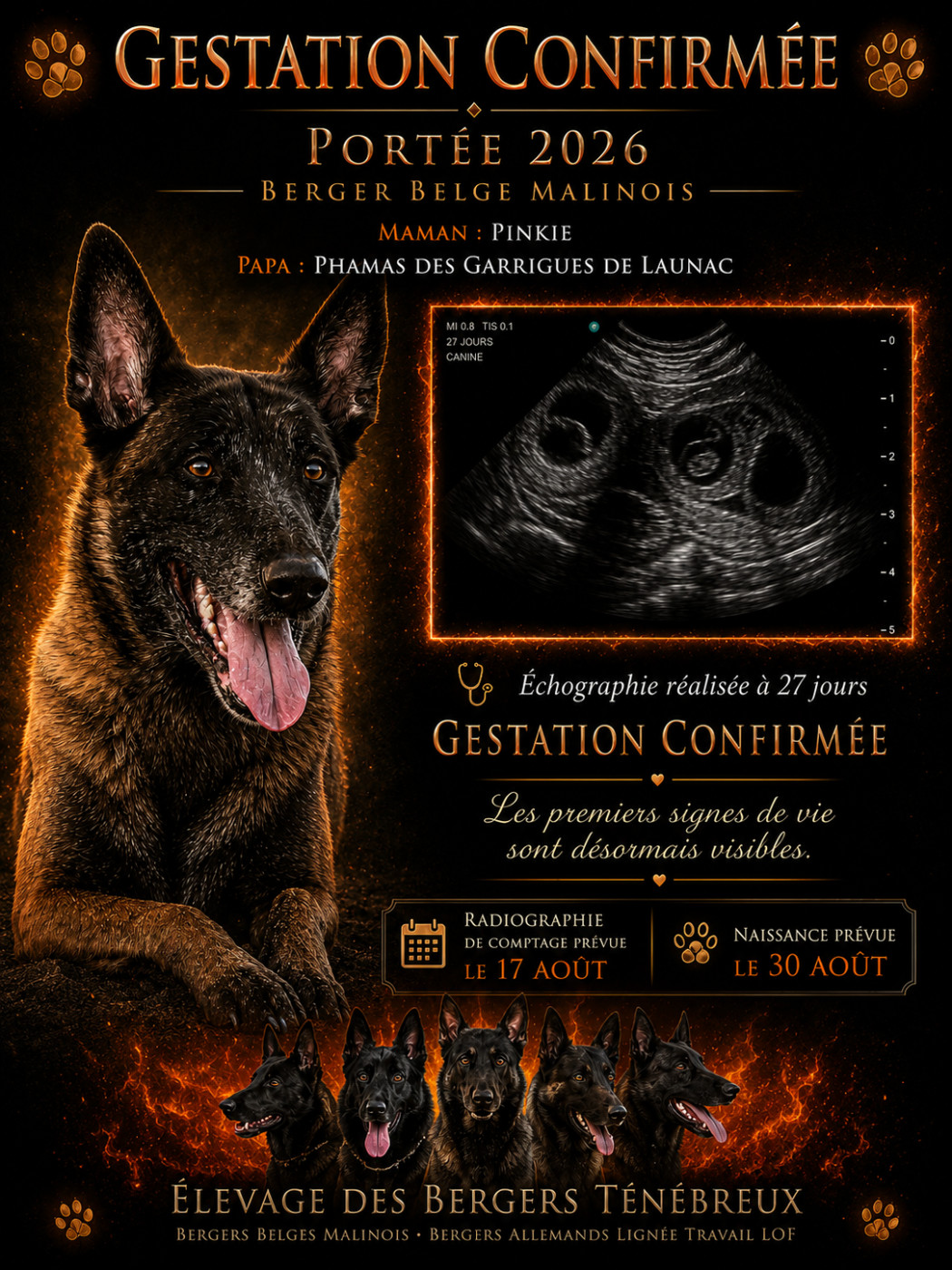 Confirmation de gestation